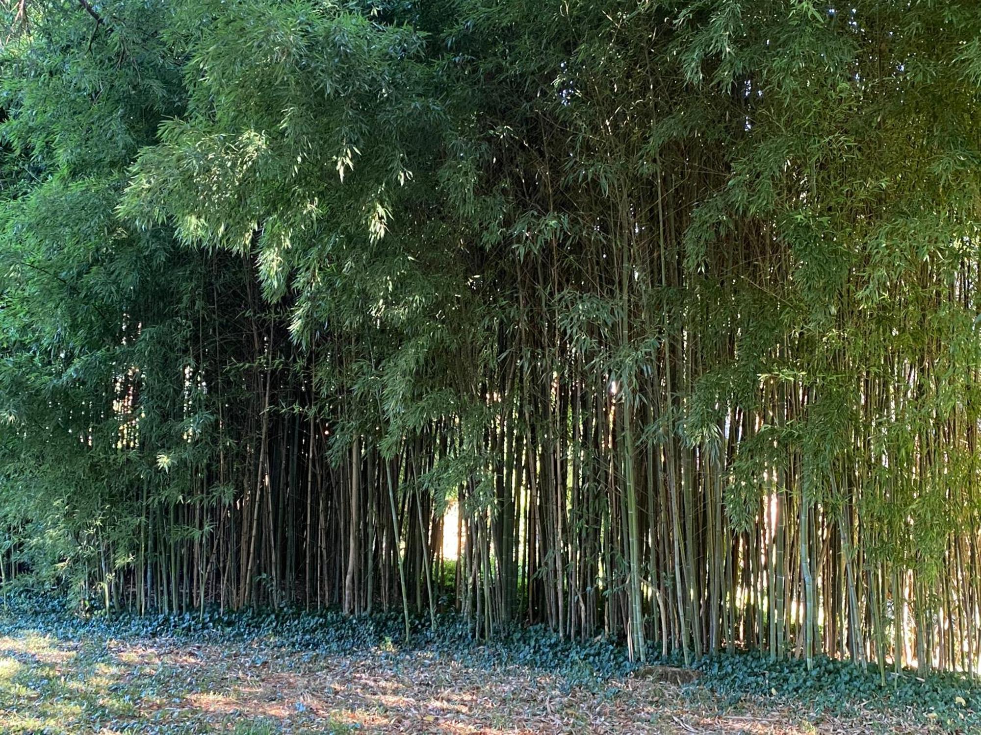 Il Patio Di Carlotta